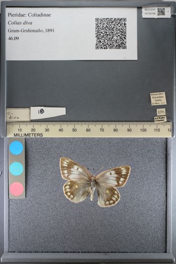 Media type: image;   Entomology 193796